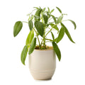 Modern Sprout® Garden Vibes Candle/Planter