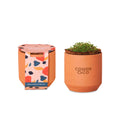 Modern Sprout® Tiny Terracotta Grow Kit Champagne Poppies